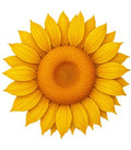 Sunflower Ultra High Relief 10 oz Colorized Copper (New in Capsule)
